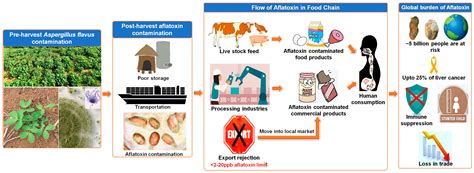 Aflatoxin