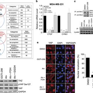 Inhibition Of Ggylation Activates The Hippo Signaling And Suppresses