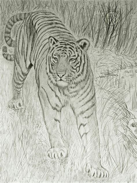 Bengal Tiger Drawing By Nicola Fusco Fine Art America