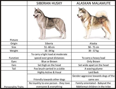 What Is The Difference Between A Siberian Husky And A Alaskan Malamute