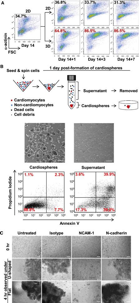 Role Of Cell Aggregation In Cm Enrichment A Flow Cytometric Analysis