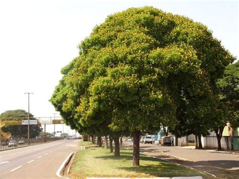 Árvore Coração De Negro - CORAÇÃO DE NEGRO ( Caesalpinia pluviosa)