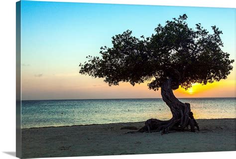 Aruba, Divi-divi tree, beach scene at sunset Wall Art, Canvas Prints ...