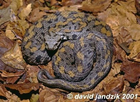 Vipera Raddei Alchetron The Free Social Encyclopedia