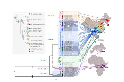 Phylogenetic Tree Of The Rna Dependent Rna Polymerase Rdrp Gene