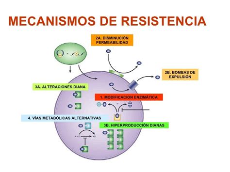 Diapositivas Tema 052 Antimicrobianos Mecanismos De Resistencia