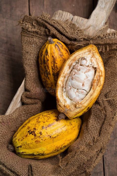 Cacao Fruit Raw Cacao Beans Cocoa Pod On Wooden Background Stock