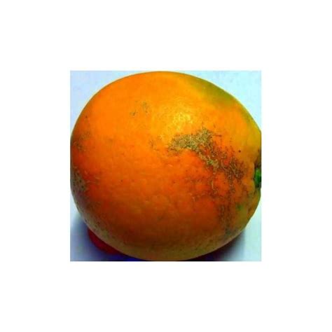 Buy Oranges And Tangerines From Valencia At Home Oranges Online