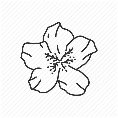 Dogwood Flower Vector At Getdrawings Free Download