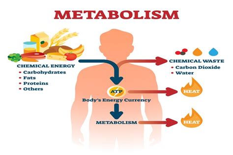 What Is Metabolism How Does It Work And How Can You Speed Up Your