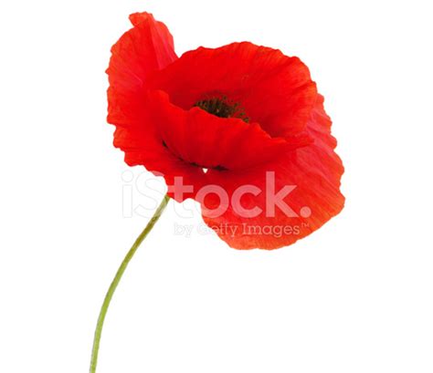 Red Poppies Stock Photo | Royalty-Free | FreeImages