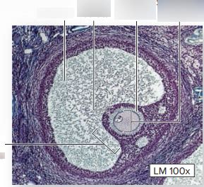 Mature Graafian Follicle Diagram Quizlet