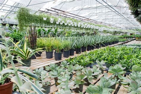 999 Plant Nursery Pictures Download Free Images On Unsplash