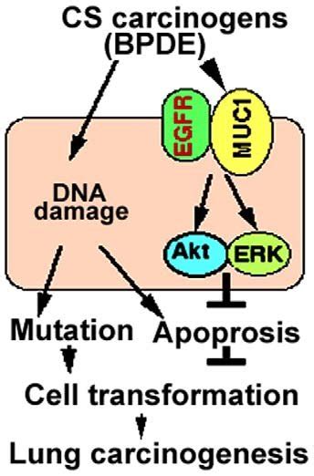 A Model Of Muc Mediated Egfr Activation And Hbec Transformation Cs