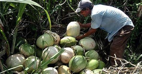 Indígenas Pech de Honduras buscan apoyo para formar empresa