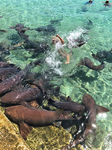 Nurse Shark Bite