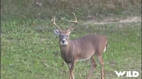 Bowhunting Whitetail Deer Youtube