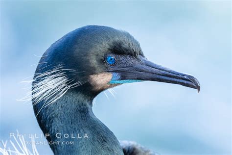 Brandt S Cormorant Portrait Phalacrocorax Penicillatus La Jolla California