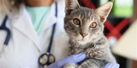 The Annual Cat Wellness Exam What Happens What To Expect And What It