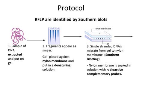 Restriction Fragment Length Polymorphism - PowerPoint Slides - LearnPick India