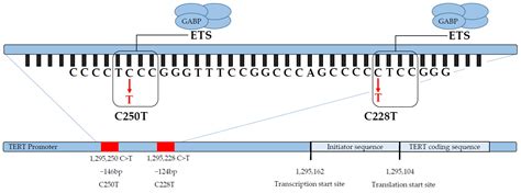 Cimb Free Full Text Prevalence Of Tert Promoter Mutations In