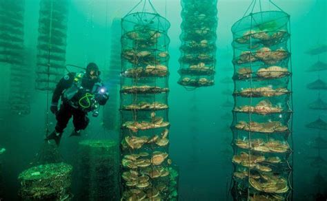 Núcleo de Estudos em Aquicultura e Ecologia Aquática FUTURO DO MUNDO