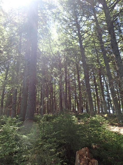 Zack M on Old Growth forest in Nova Scotia | Nova Scotia Forest Notes