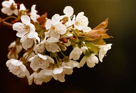 Kostenlose Foto Natur Ast Bl Hen Verwischen Wei Frucht Blume