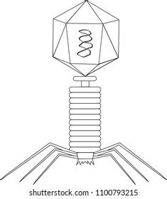 Structure Bacteriophage Stock Vector Royalty Free