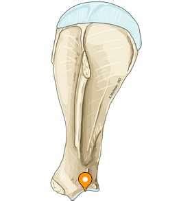 Glenoid cavity - vet-Anatomy - IMAIOS