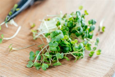 Sorten Sprossen Samen Microgreens Keimsprossen Mix Mikrogr N Vegan