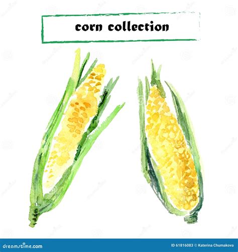 Vector Collection Of Watercolor Corns Stock Vector Illustration Of