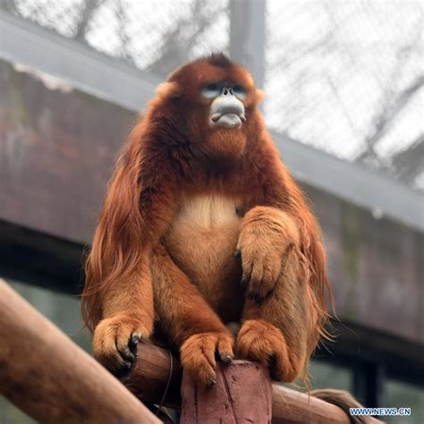 Three Golden Snub Nosed Monkeys Meet Public At Chongqing Zoo Xinhua