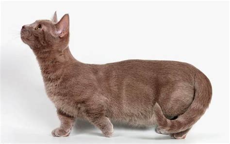 Lordosis Cat