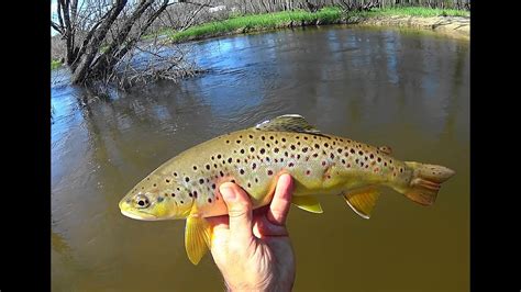 Wisconsin Trout Fishing Season Opener 542019 Youtube