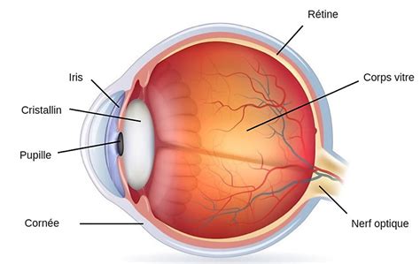 L Oeil Normal Et La Vision Centre M Dico Chirurgical Paris Oeil Et