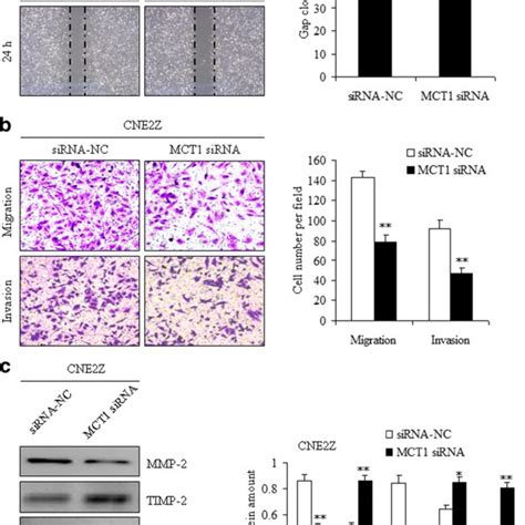 Downregulation Of Mct Inhibited The Invasion And Migration Of Cne Z