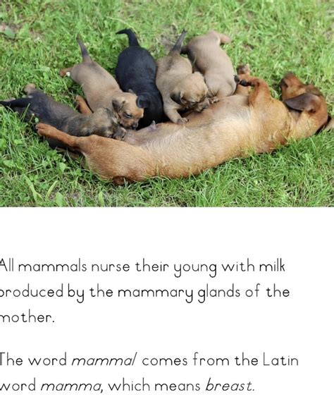 Characteristics of Mammals - Quality Educational Material | Kid-ease ...