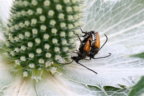 Paracorymbia Fulva Schwarzspitziger Halsbock Schwarzspit Flickr