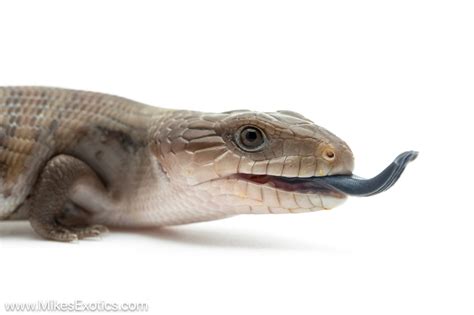 Northern Blue Tongue Skinks For Sale Mike S Exotics