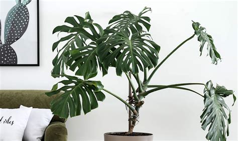 10 Big Leaf Plants Stunning Indoor Houseplants With Large Leaves