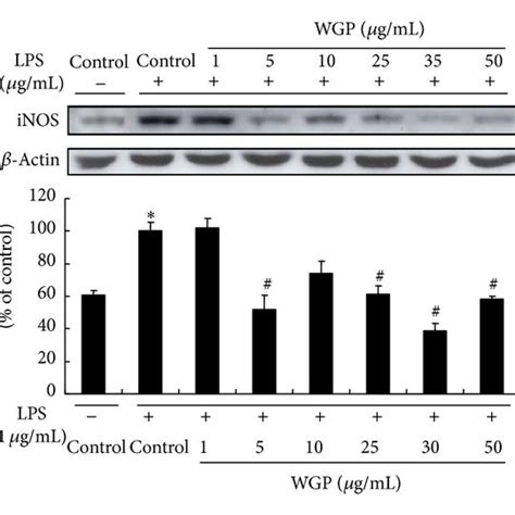 Morphological Change In Macrophage Raw Cells Morphology Of