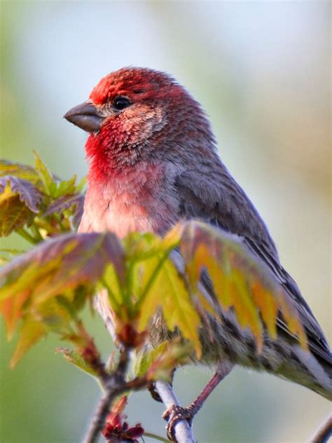 Washington Wild Bird - unique rare bird