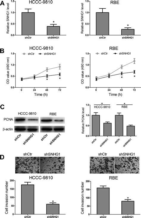 Effects Of Knockdown Of Snhg On Cca Cell Proliferation And Invasion