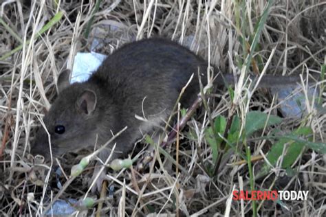 Topi E Spazzatura Nell Aiuola A Pochi Passi Dal Lungomare La Segnalazione