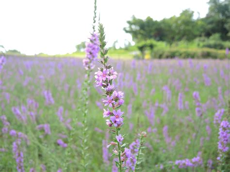 Free Images Field Meadow Prairie Flower Purple Herb Botany