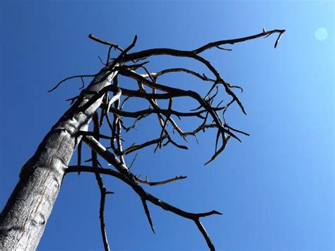 Premium Photo Low Angle View Of Bare Tree Against Clear Blue Sky