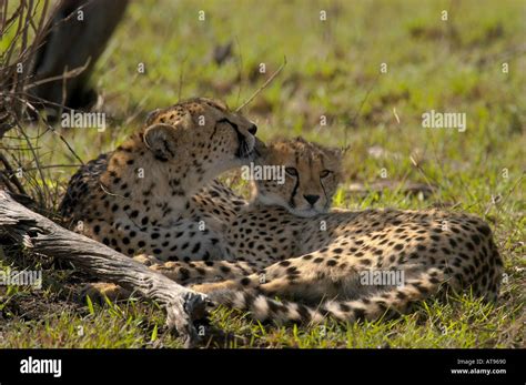 Pair Of Juvenile Cheetahs Lying Down Nuzzling And Playing Stock Photo