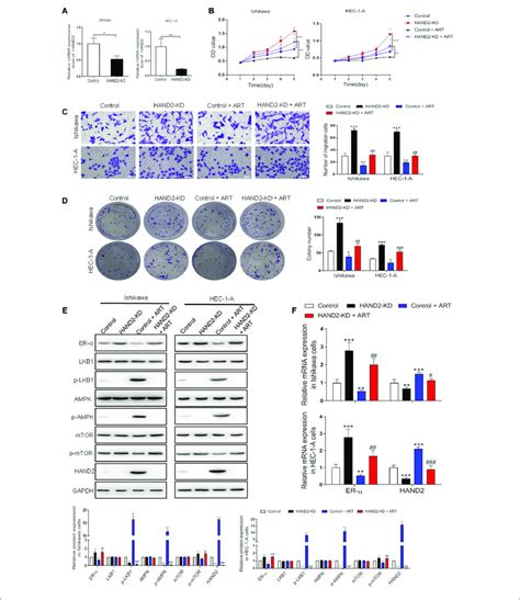 Artesunate Art Inhibited The Proliferation Of Ishikawa And Hec 1 A Download Scientific