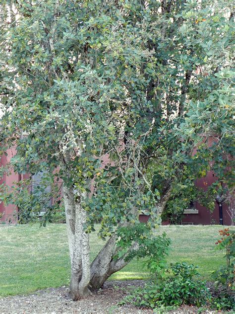 Sorbus aria | Landscape Plants | Oregon State University